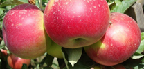 prodaja vocnih sadnica jabuke