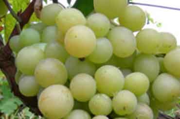 Prodaja vocnih sadnica MATILDA  je sorta razvijena 1962. god u Italiji, ukrštanjem sorti Italija i Kardinal. Matilda je ranija sorta, koja daje lepe i pravilne grozdove. Bobe su aromatične, sočne,  sitne do srednje veličine, dugaljaste, pokožica debela, zelenožute boje. Grozd je velik, često sa dva krilca – prigrozdoma, masa grozda varira od 250 – 450 – 800 g, ponekad se pojave grozdovi težine i preko 2 kg. Aromatičnog ukusa.