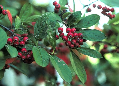 Prodaja vocnih sadnica aronije, sorte  – Crvena aronija - (Aronia arbutifolia) crvenoplodna ima najmanje bobice od svih vrsta aronije. Postoje varijeteti s nešto krupnijim bobicama.