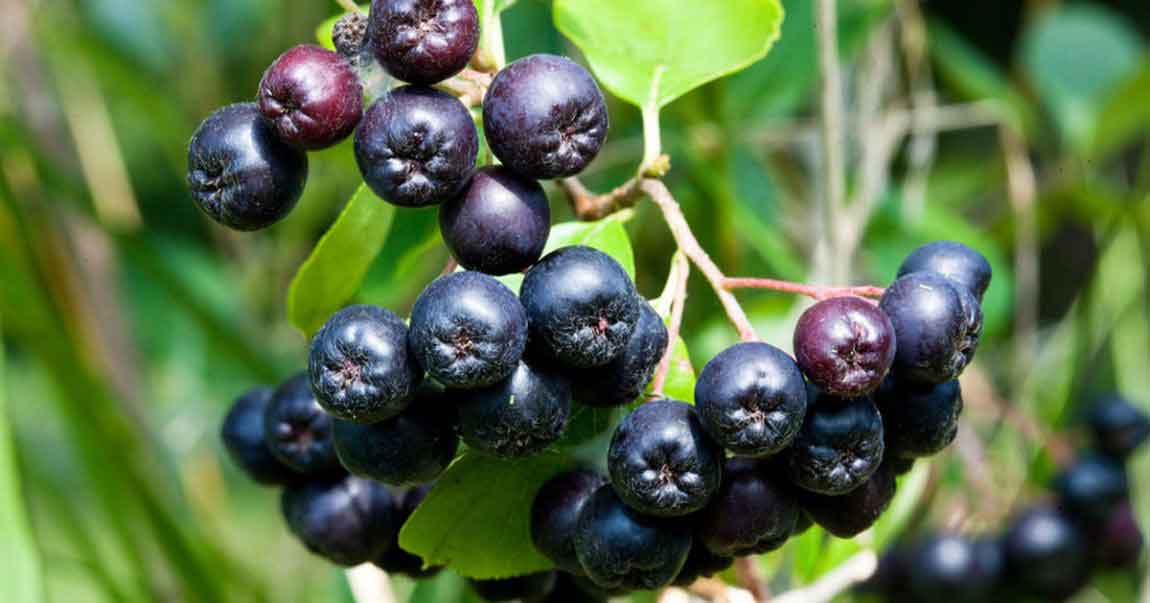Prodaja vocnih sadnica aronije, sorte  – Aronia prunifolia – ljubičastoplodna se ponegde smatra hibridom, a negde i vrtom aronije. Plodovi imaju tamnoljubičastu boju