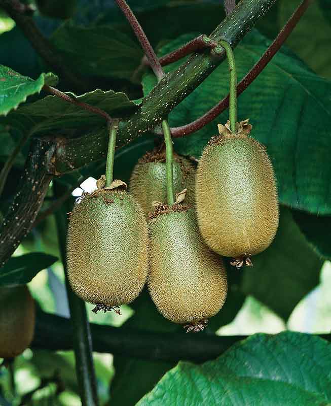 Prodaja vocnih sadnica kivija, sorte  – hejvord
