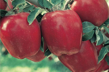 Prodaja vocnih sadnica Ništa nas ne podseća više na jesen nego slatka, hrskava i sočna jabuka Crveni delišes. Plodovi su vrlo krupni, meso ploda je žuto, pokriveno crvenom bojom koja u punoj zrelosti dostiže tamno crvenu boju.Ukusna je i sočna, slatka i aromatična. 