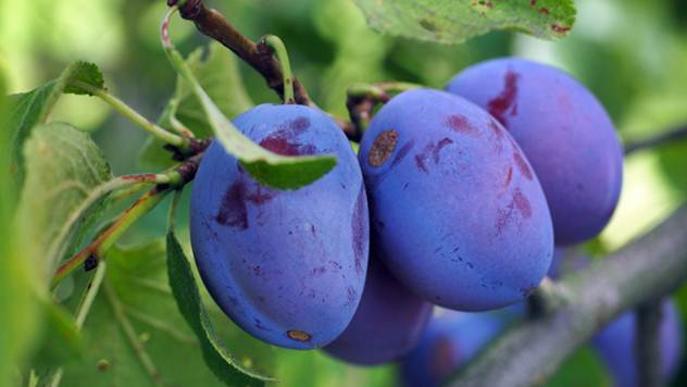Prodaja vocnih sadnica Filogenetski posmatrano, šljiva pripada istom rodu (Prunus) u koji spadaju i badem, breskva, kajsija, višnja, trešnja, lovorvišnja i džanarika, a koji kao plod imaju koštunicu. Rod Prunus sadrži nekoliko podrodova, među kojima je i podrod Prunus, koji se dalje deli na tri sekcije: Prunus (šljive Starog Sveta), Prunocerasus (šljive Novog Sveta) i Armeniaca (kajsije).