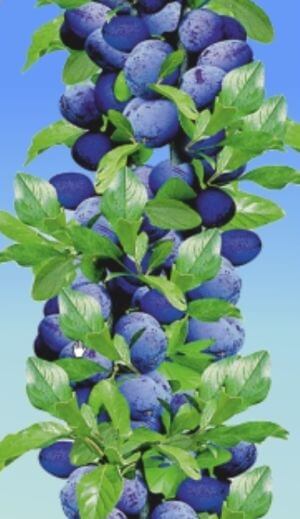 Prodaja vocnih sadnica Vreme sazrevanja: početkom septembra

Plodovi: sitni (20 g), nepravilno jajasti, modro plave boje. Meso zlatno-žuto, sočno, čvrsto, aromatično i kvalutetno. Cepača sa sitnom košticom.

Sorta koja redovno i obilno rađa. Koristi se za jelo i preradu. Stablo se gaji bez naslona, a razmak sadnje u redu 1- 1,5 m.