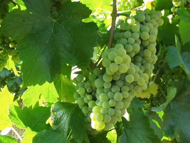 Prodaja vocnih loznih sadnica Pinot blanc (pino blan).