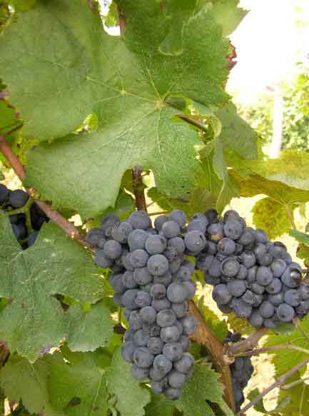 Prodaja vocnih loznih sadnica Burgundac crni.