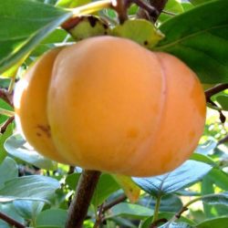 Japanska jabuka Tipo spada u otpornije sorte, srednje je krupnoće. Plod je crveno narandžaste boje, aromatičnog je ukusa. Idealna sorta za uzgoj u našim krajevima.